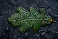 AI-generated botanical macro